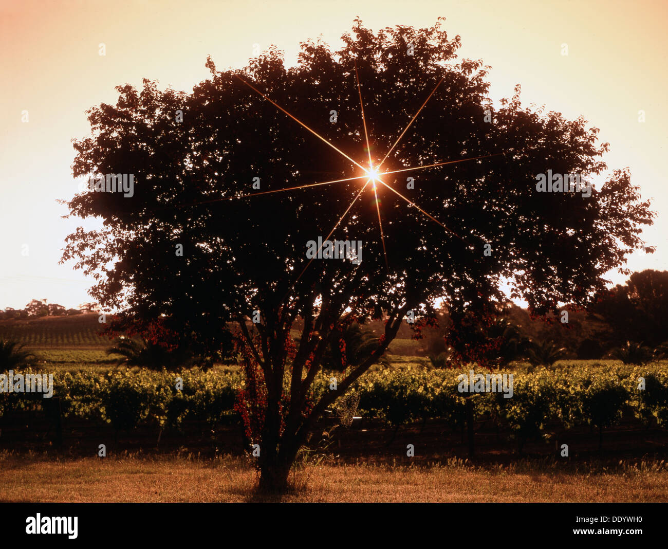 Lumière du soleil à travers un arbre dans un vignoble, aucun pays en particulier. Banque D'Images