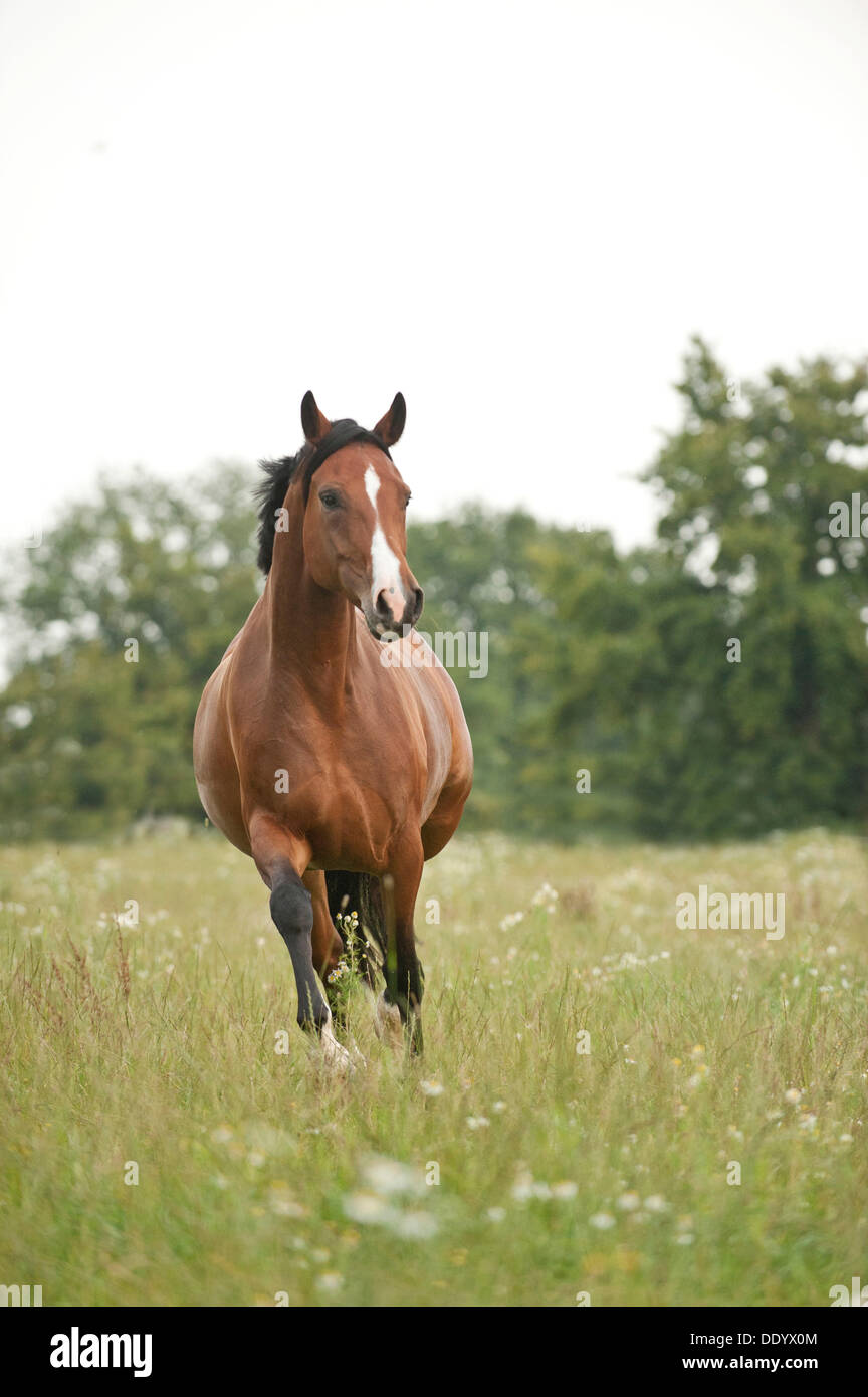 Chevaux hanovriens a Banque D'Images