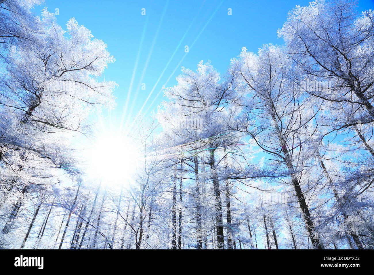 Rimed forêt de mélèzes et de ciel, dans la préfecture de Nagano Banque D'Images