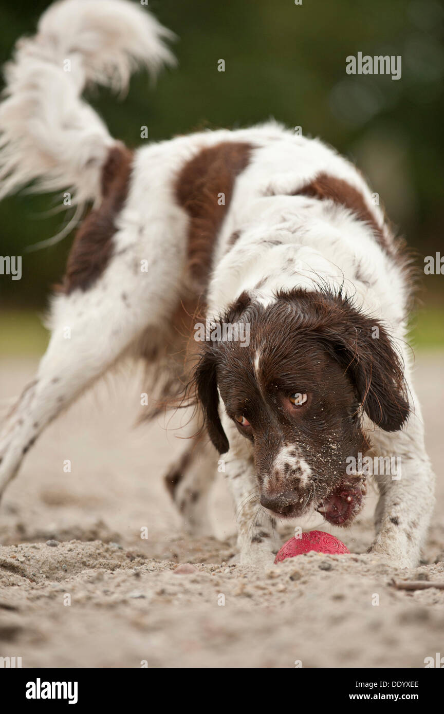 Grand Epagneul de courir après une balle Banque D'Images