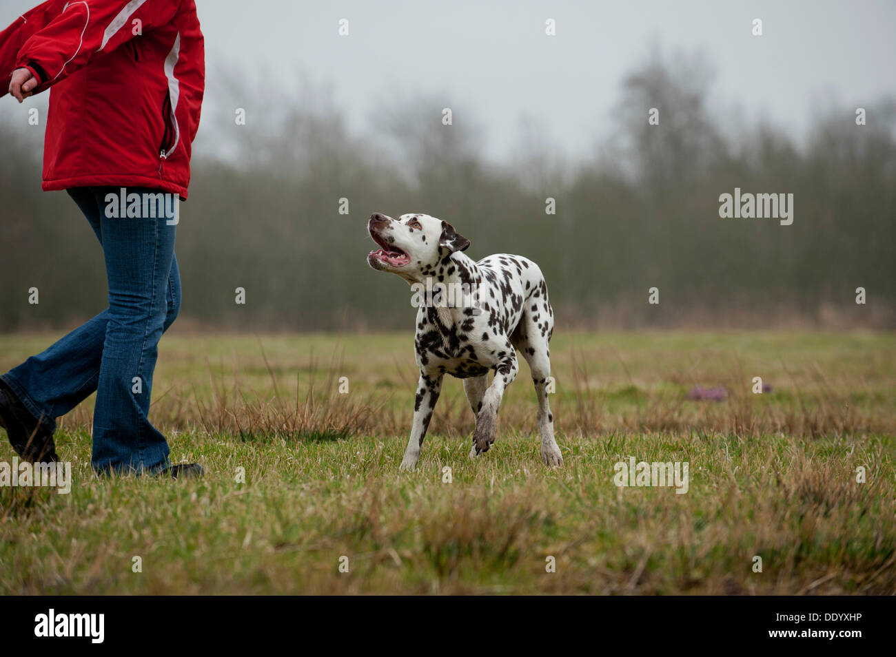 Femme jouant avec un dalmatien dans un pré Banque D'Images