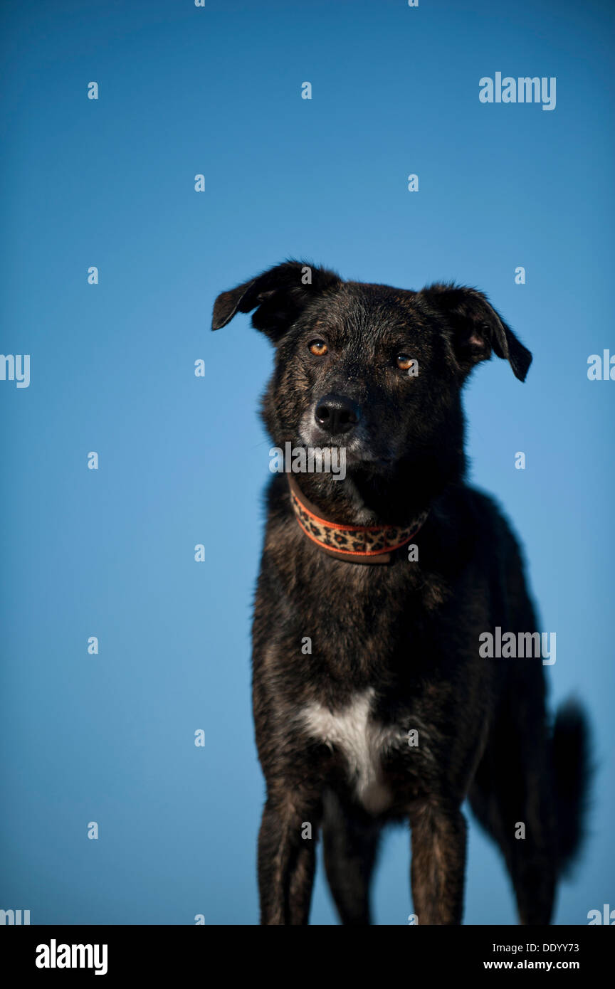 Chien de race Banque D'Images