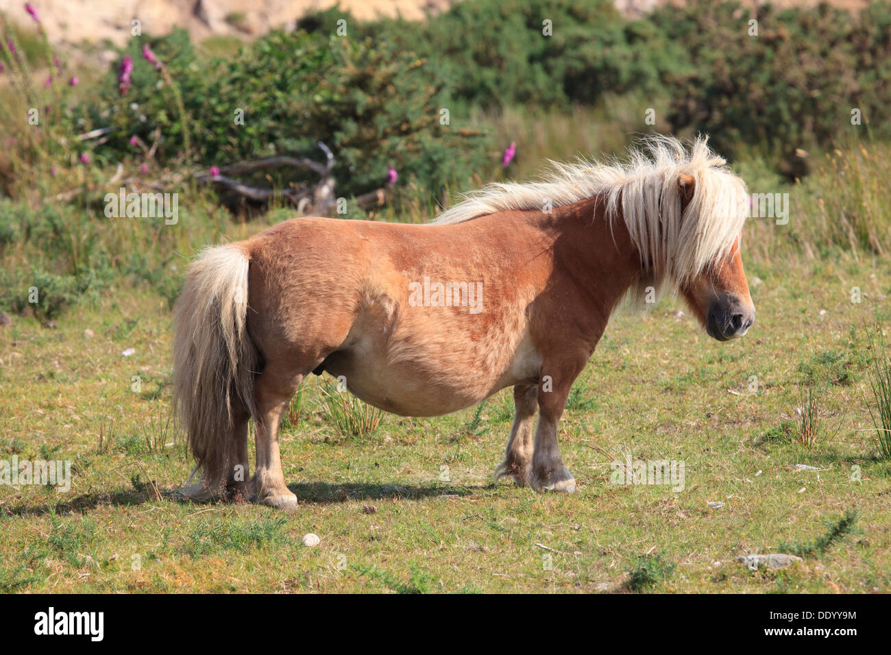 Brun marron cheval miniature à Tourmakeady, Irlande Banque D'Images