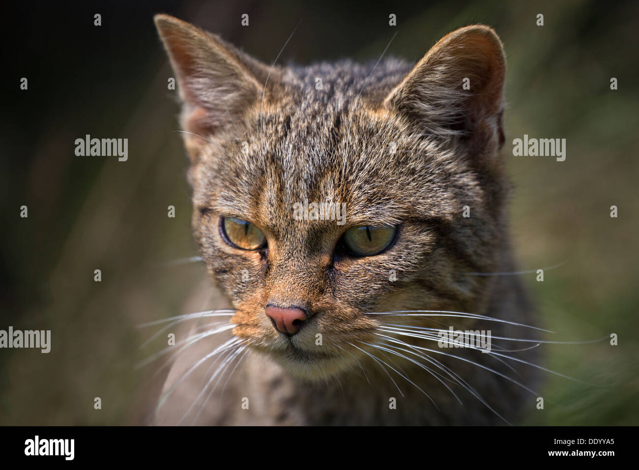 Scottish Wildcat Banque D'Images Scottish Wildcat Banque D'Images