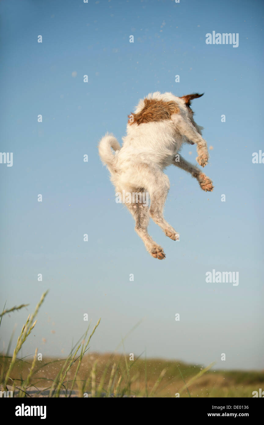 Jumping Jack Russell Terrier Banque D'Images