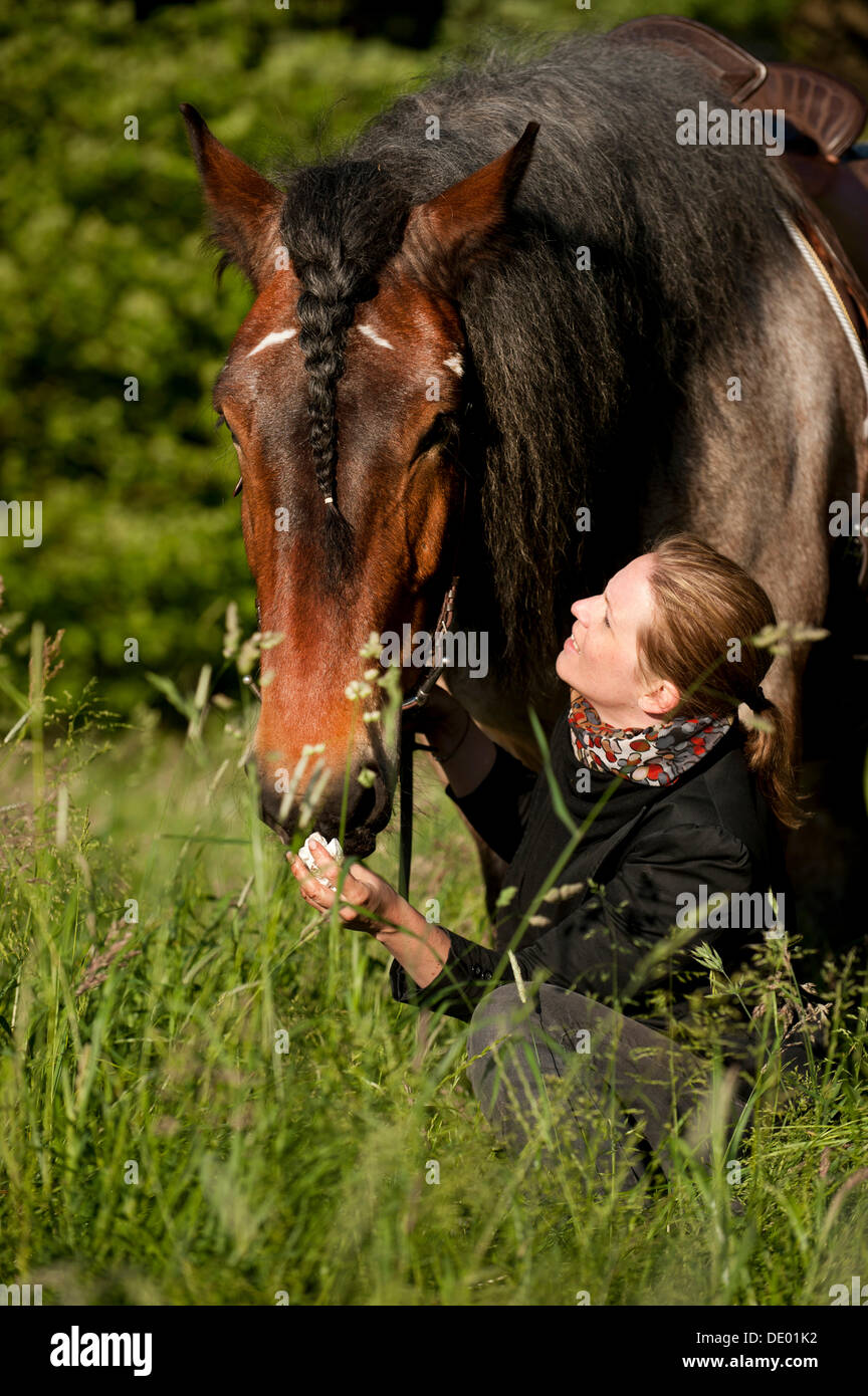Femme et un cheval de trait belge dans un pré Banque D'Images
