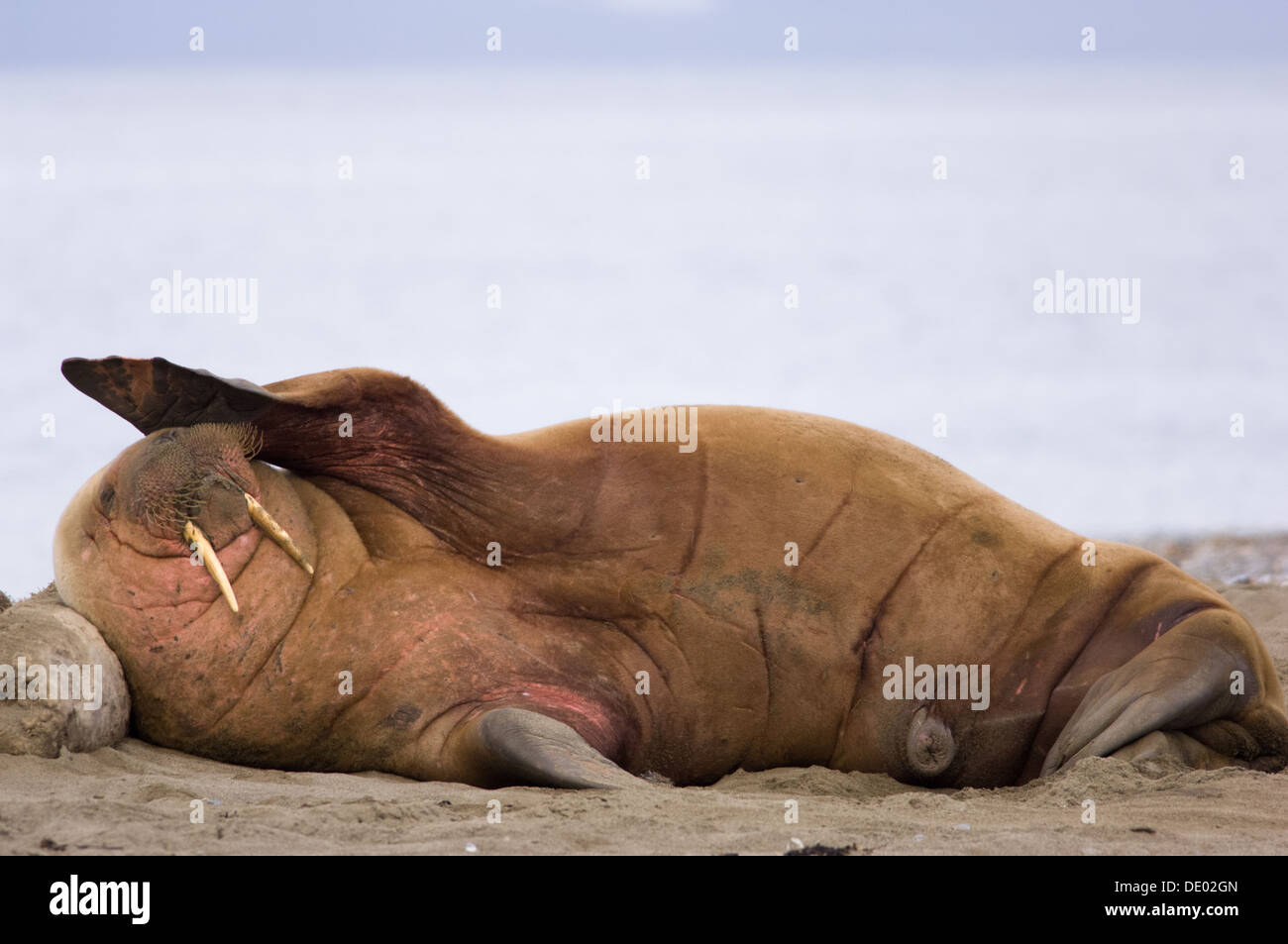 Le morse (Odobenus rosmarus) la nuit chez un halage sur la plage de Prins Karls Forland, au large de l'archipel de Svalbard, Spitzberg, Norvège Banque D'Images