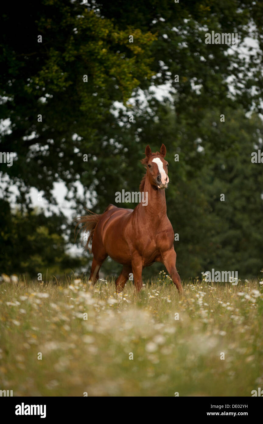 Chevaux hanovriens a Banque D'Images