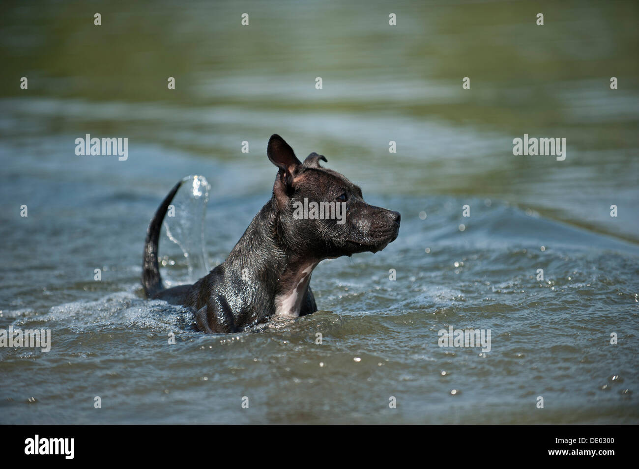 Old English Staffordshire Bull Terrier, chien dans l'eau Banque D'Images