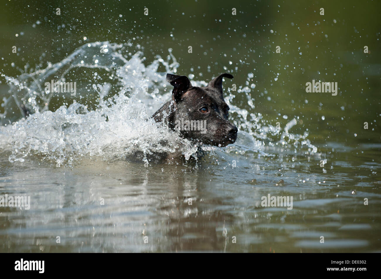 Old English Staffordshire Bull Terrier, chien de sauter dans l'eau Banque D'Images