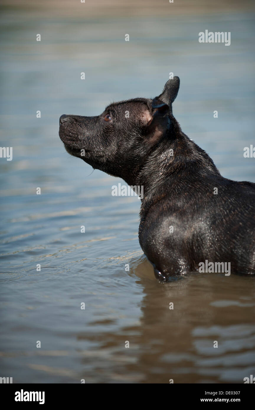 Old English Staffordshire Bull Terrier, chien debout dans l'eau Banque D'Images
