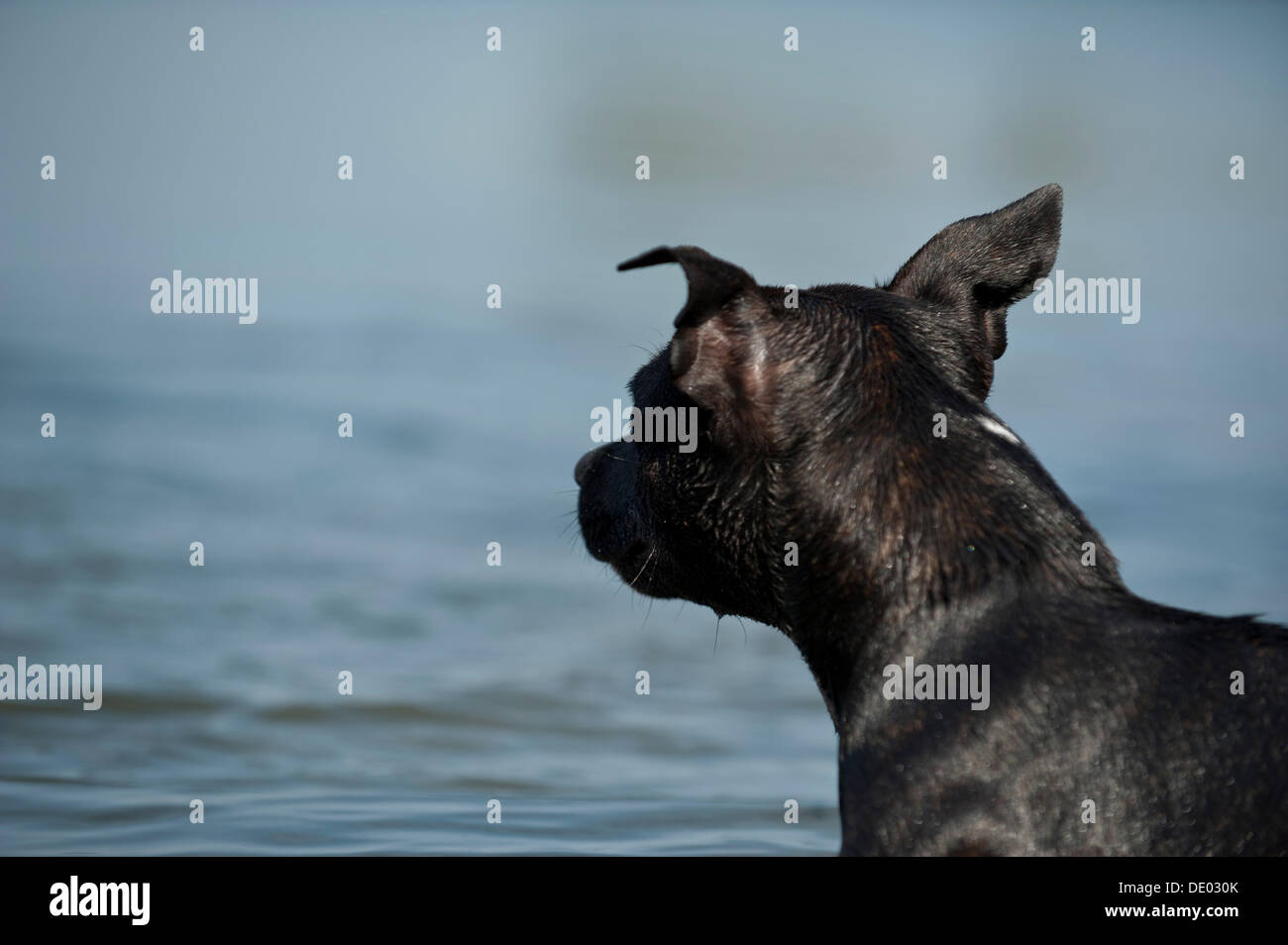 Old English Staffordshire Bull Terrier, chien debout à un lac Banque D'Images