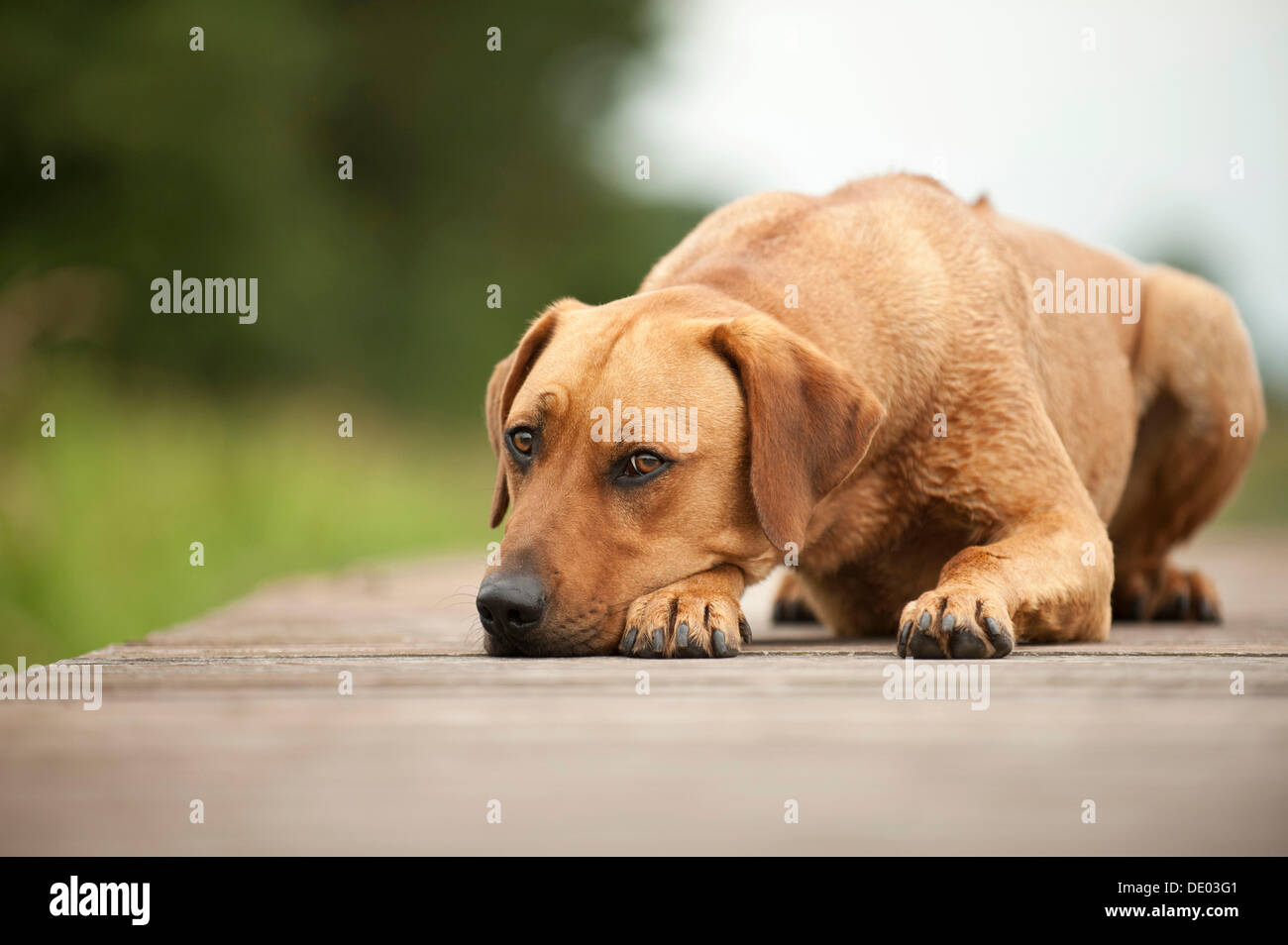 Le Rhodesian Ridgeback dog lying on a dock Banque D'Images