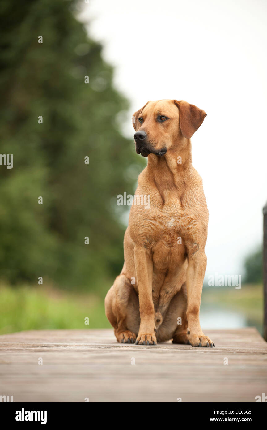 Le Rhodesian Ridgeback dog assis sur un quai Banque D'Images