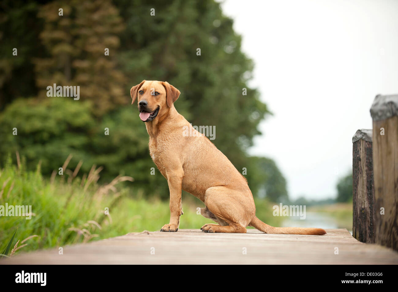 Le Rhodesian Ridgeback dog lying on a dock Banque D'Images