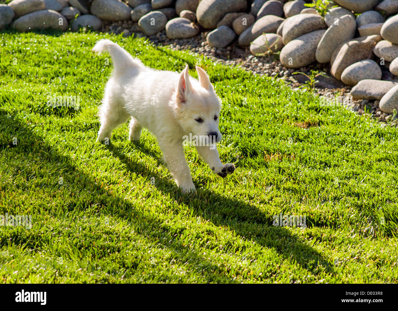 Couleur platine chiot Golden Retriever (11 semaines) s'exécutant sur l'herbe verte de basse-cour heureusement Banque D'Images