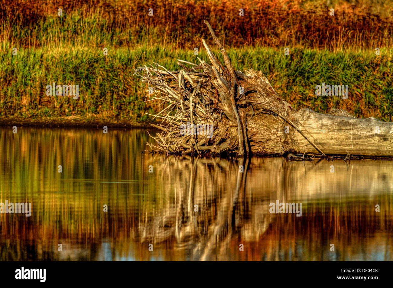 Paysage de vieux, arborescence racine en fixant le long du littoral, qui se reflète dans la rivière Bow avec de belles couleurs d'automne. Photo paysage calme Banque D'Images