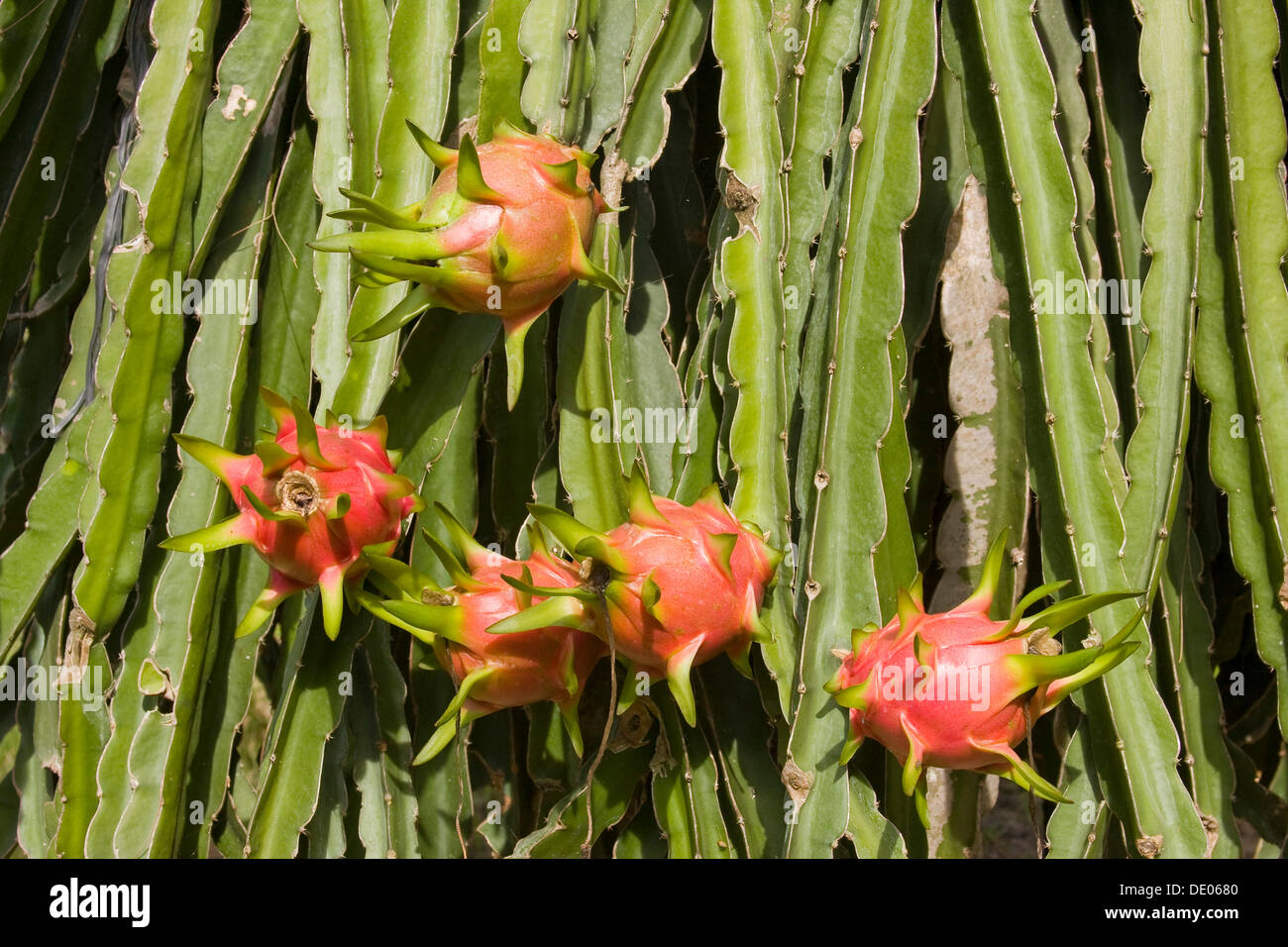 Pitaya ou Dragonfruit, pitahaya à chair blanche (Hylocereus undatus) Banque D'Images