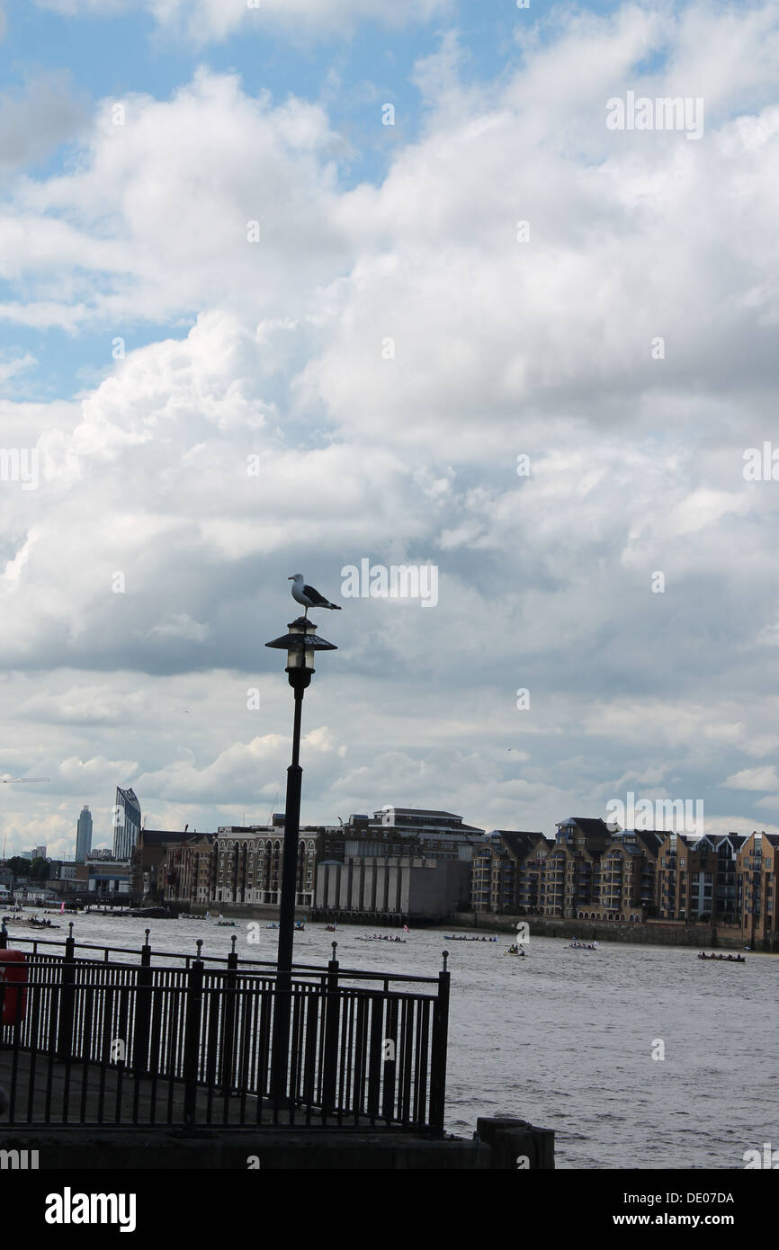 Seagull, Great River Race 2013 (Mayor's Thames Festival) , Thames, London Banque D'Images