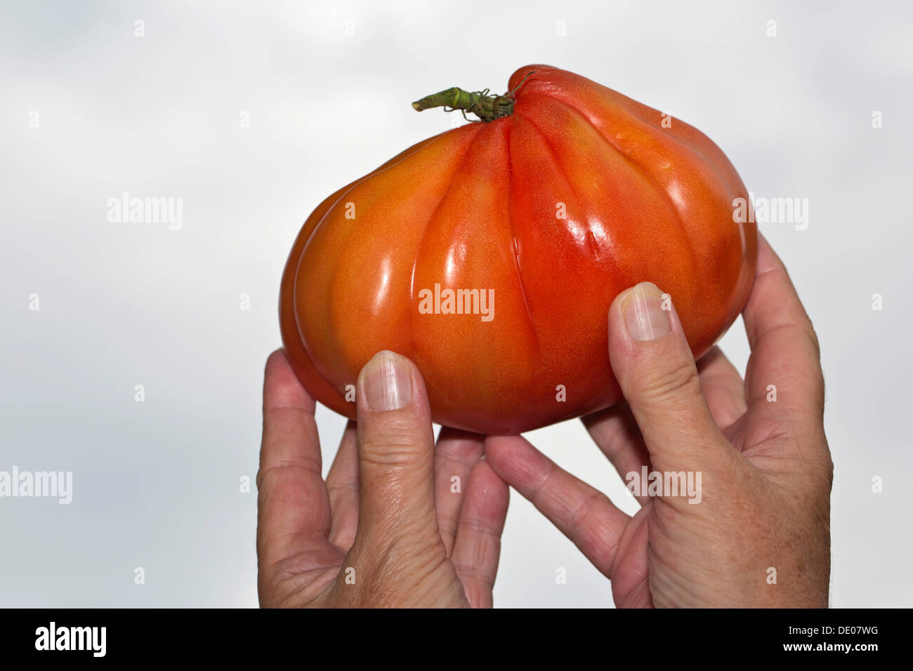 Mains tenant un boeuf tomate coeur Banque D'Images