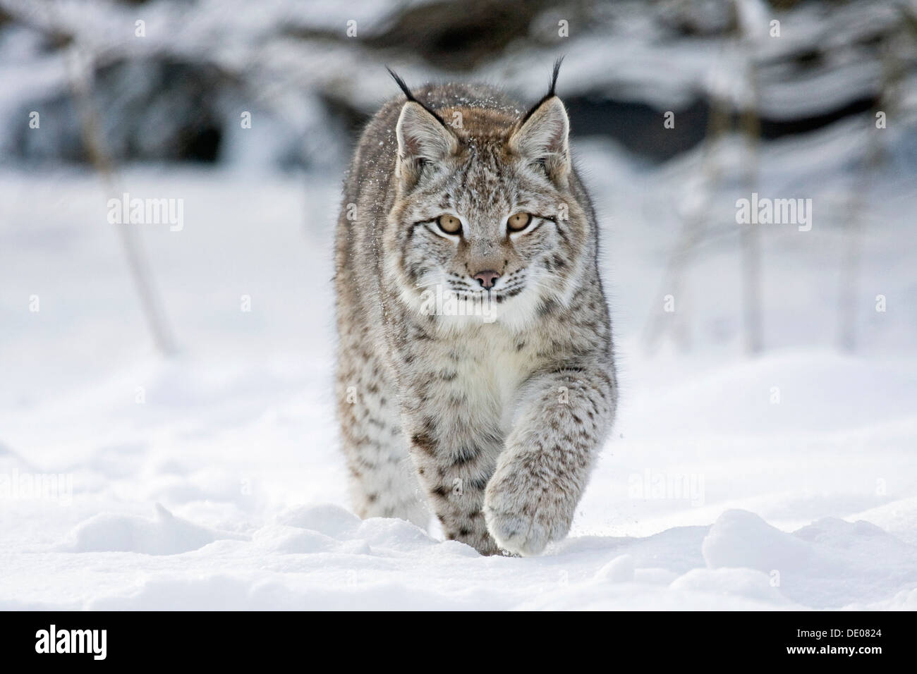 Le Lynx (Lynx lynx) à pied dans la neige Banque D'Images