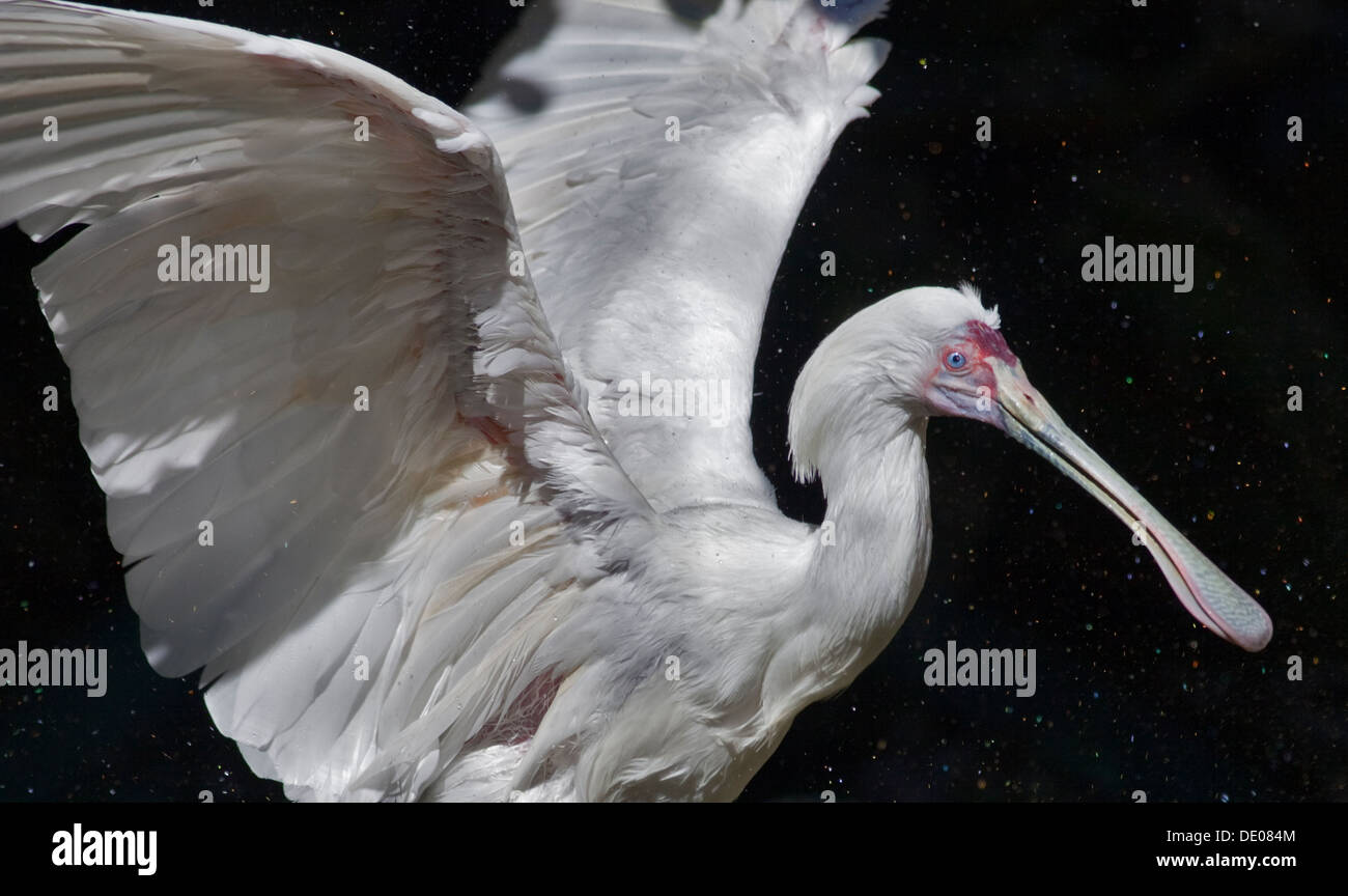 Spatule d'Afrique (platalea alba) Banque D'Images