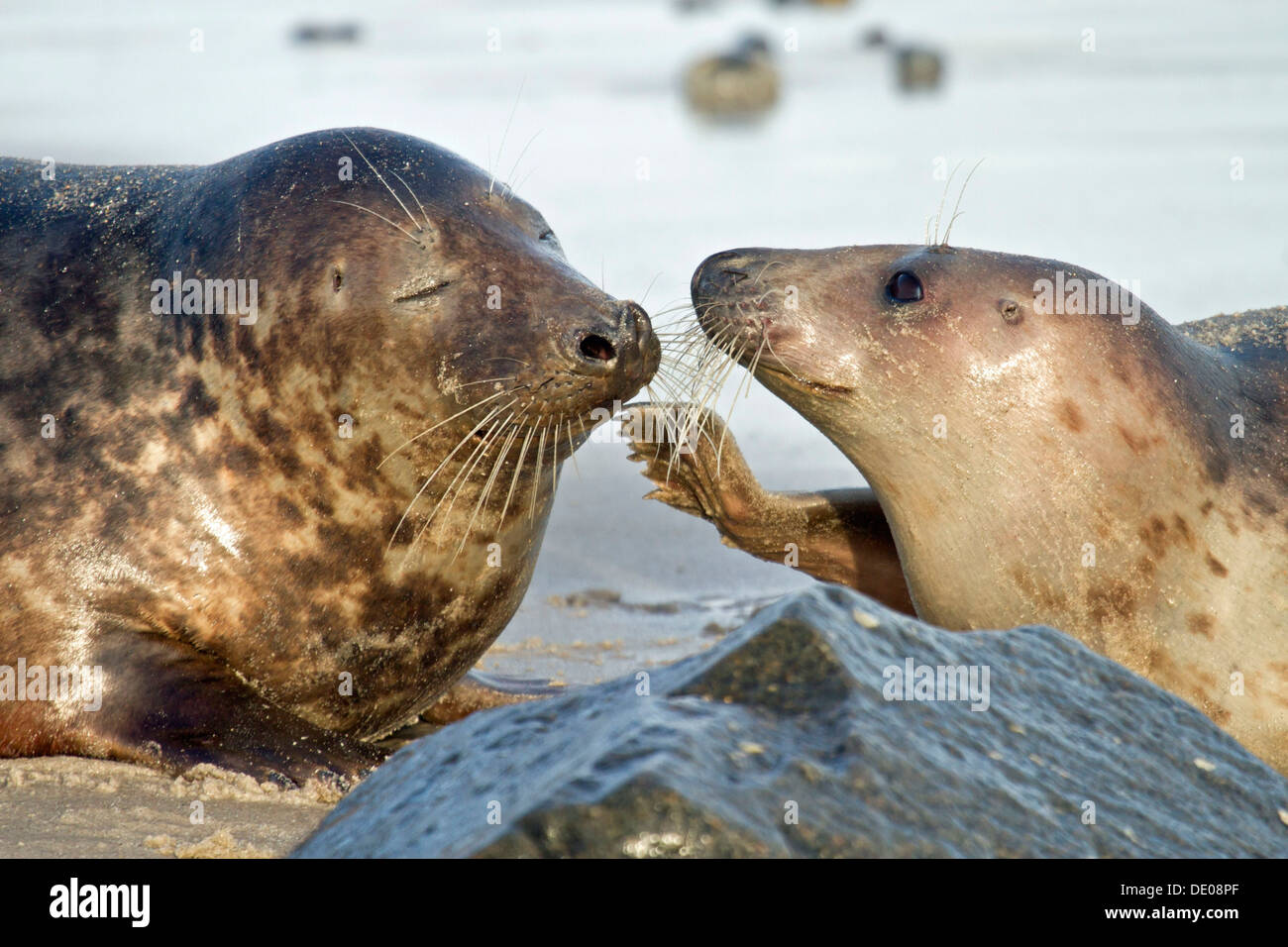 Phoque gris (Halichoerus grypus), mâle et femelle Banque D'Images