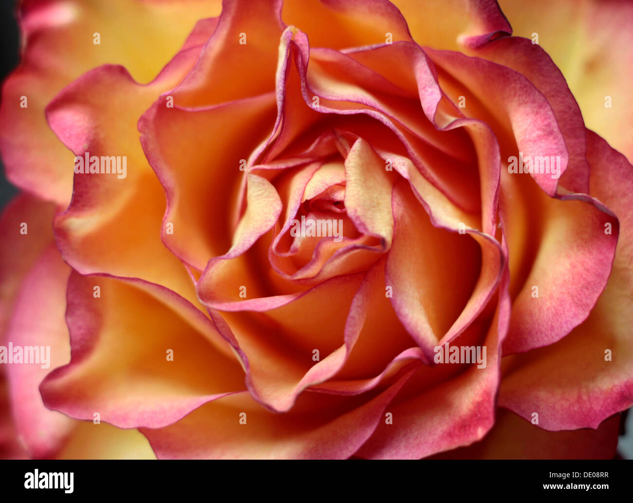 Rose et jaune, rose (Rosa), close-up Banque D'Images