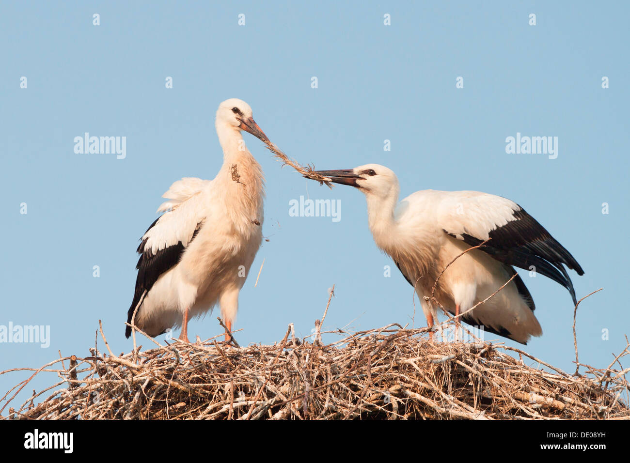 Deux jeunes Cigognes blanches (Ciconia ciconia) qui se battent pour une plume dans un nid Banque D'Images