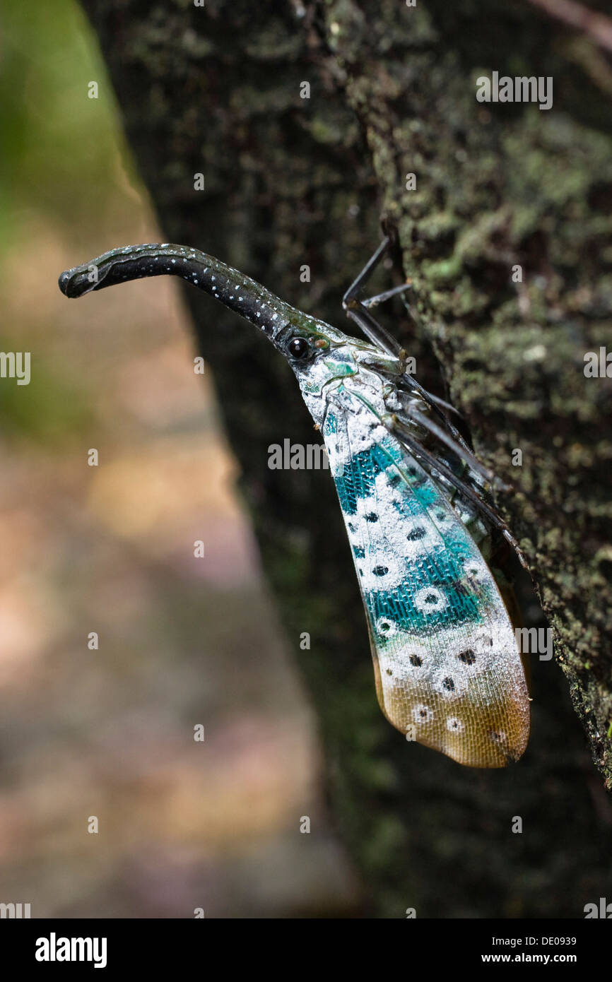 Lantern Fly (Pyrops spec.), dans la forêt tropicale, les îles Andaman, Andaman du Nord, l'Inde Banque D'Images