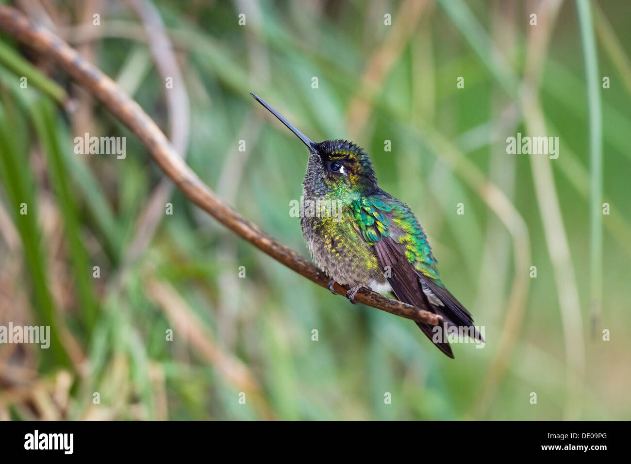 Hummingbird (magnifique), Eugene fulgens homme assis sur des rameaux, Cerro de la Muerte, Costa Rica, Amérique Centrale Banque D'Images