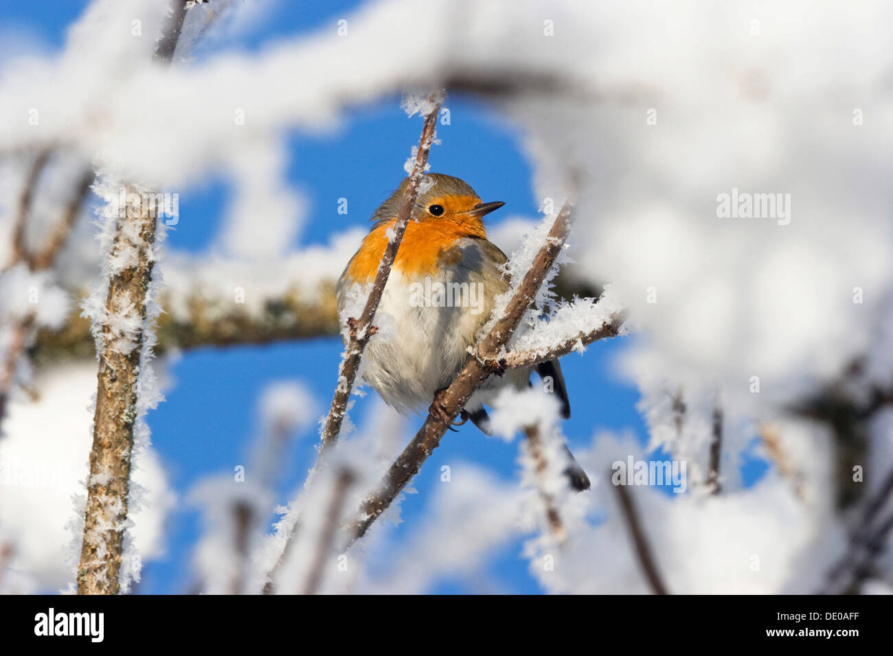 Robin européenne dans la neige (Erithacus rubecula aux abords), la gelée blanche Banque D'Images
