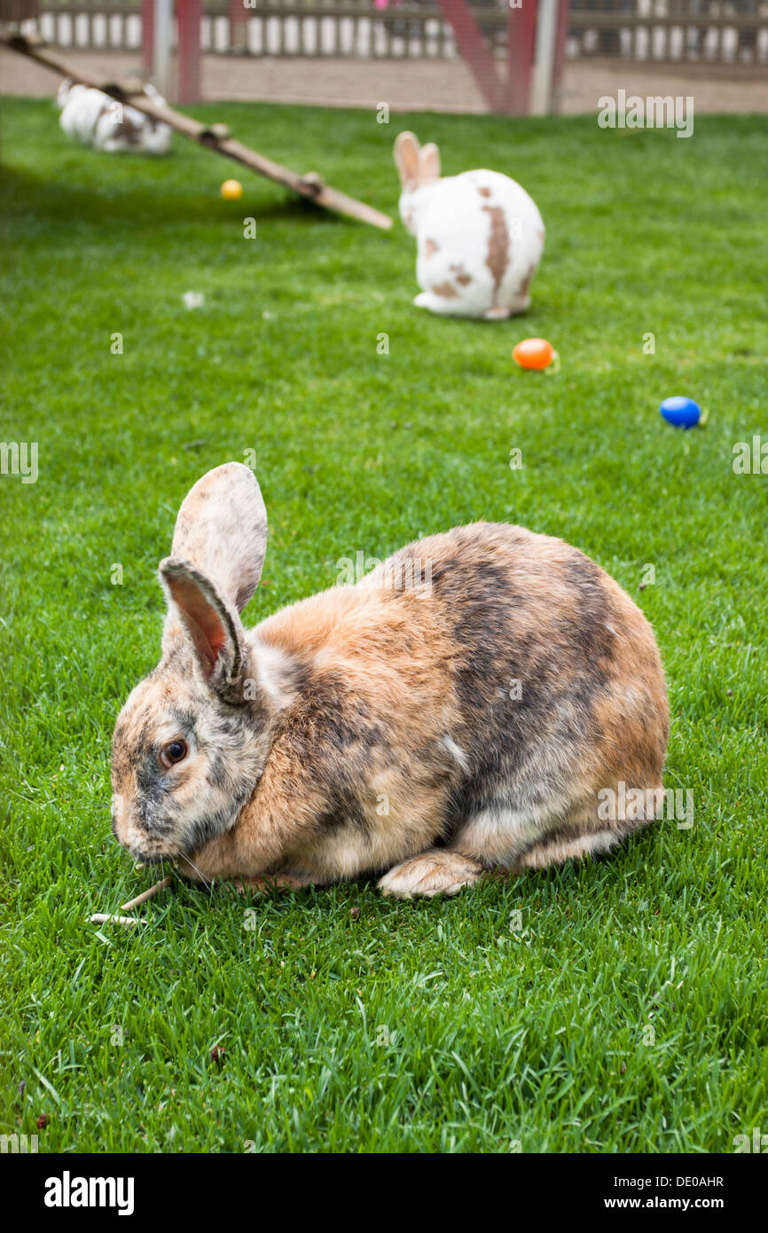 Lapins lapins de Pâques avec les oeufs de Pâques sur l'île de Mainau, Bade-Wurtemberg Banque D'Images