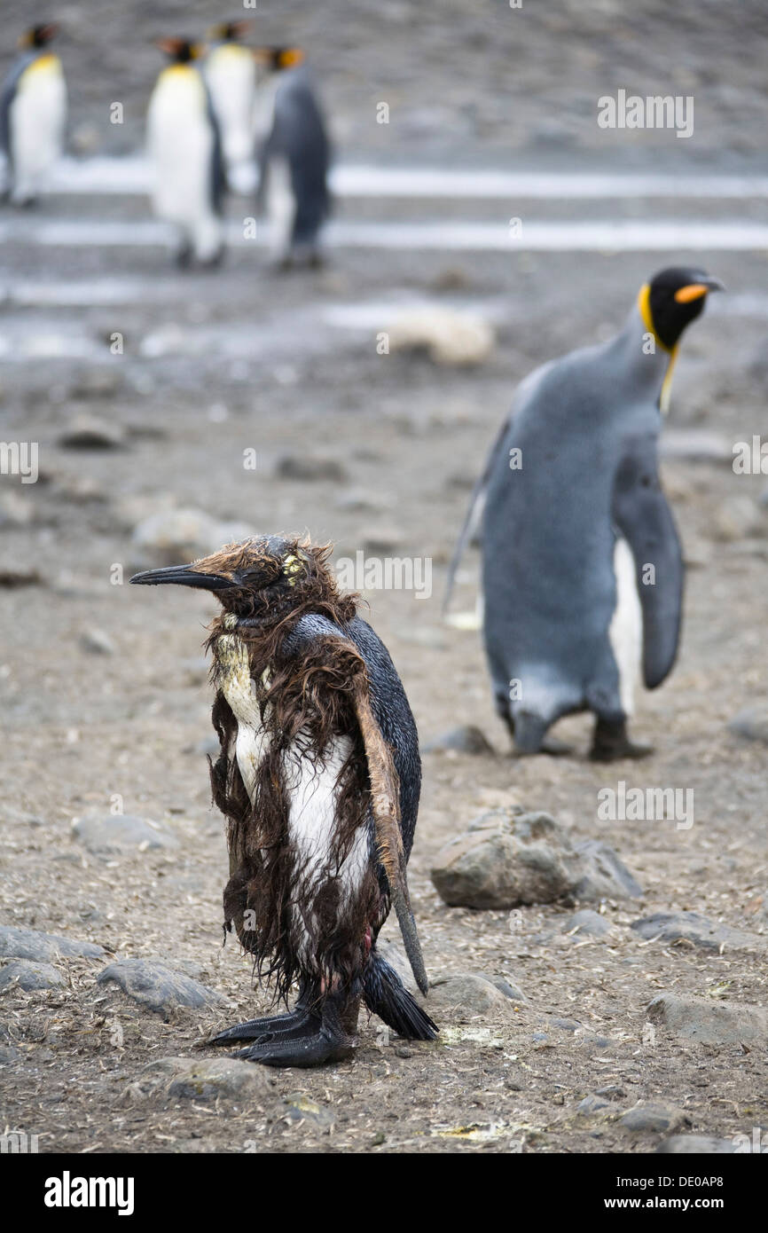 King blessés ou malades (Aptenodytes patagonicus) Penguin, Salisbury Plains, Géorgie du Sud, l'Antarctique Banque D'Images