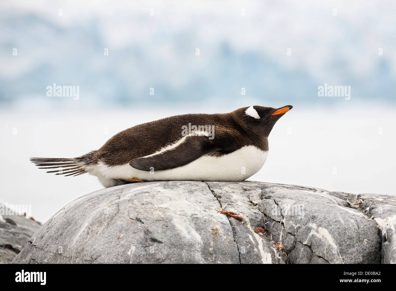 Gentoo pingouin (Pygoscelis papua), dormir, Péninsule Antarctique, l'Antarctique Banque D'Images