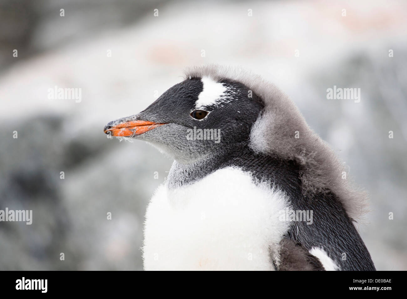Les jeunes Gentoo pingouin (Pygoscelis papua), de mue, portrait, Péninsule Antarctique, l'Antarctique Banque D'Images