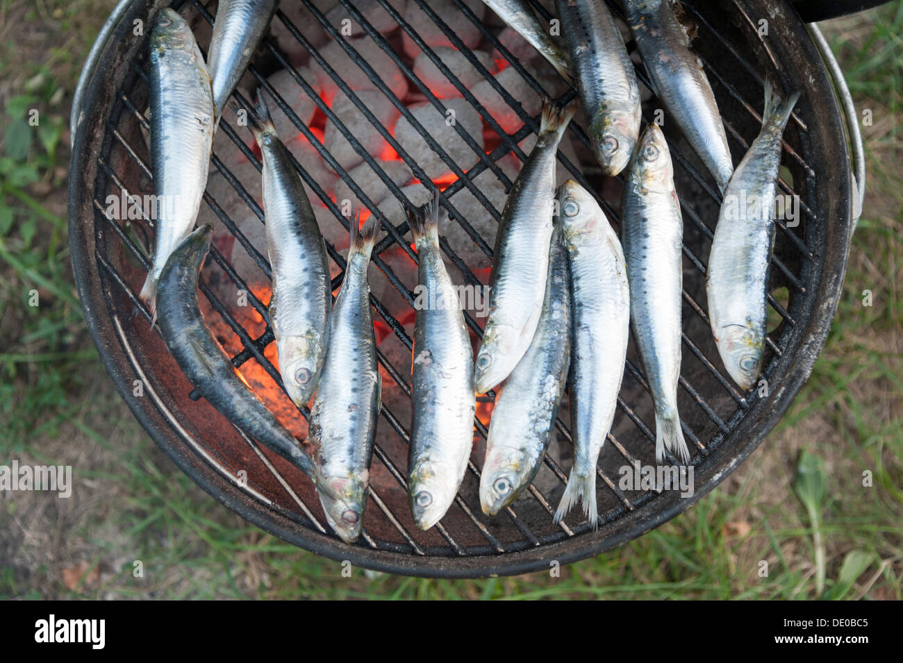 La cuisson sur un barbecue de sardines Banque D'Images