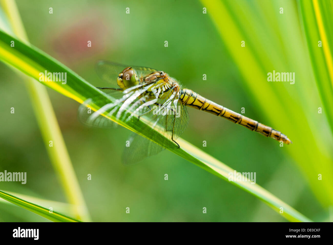 Libellule posée sur brin d'herbe Banque D'Images