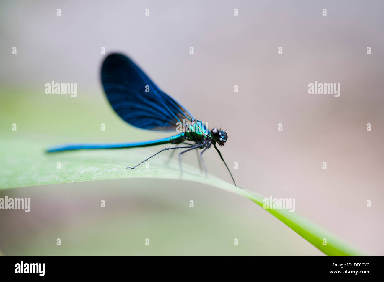 Bleu libellule posée sur brin d'herbe Banque D'Images