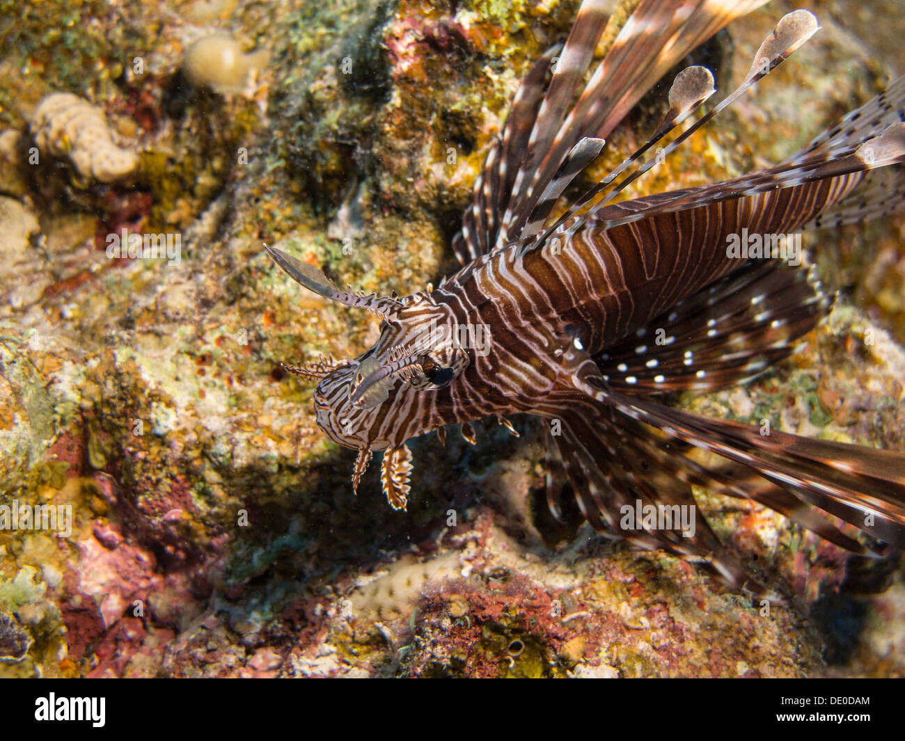 Poisson-papillon commun ou Devil Firefish (Pterois miles), Mangrove Bay, Red Sea, Egypt, Africa Banque D'Images