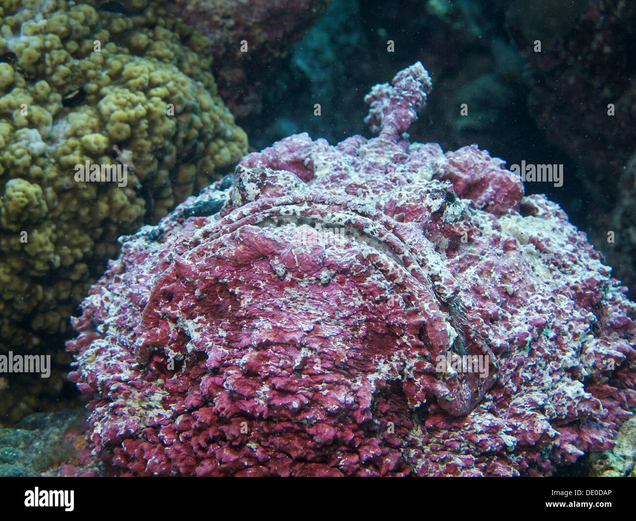 Poisson-Pierre (Synanceia verrucosa), l'un des plus poissons venimeux au monde, Mangrove Bay, Red Sea, Egypt, Africa Banque D'Images