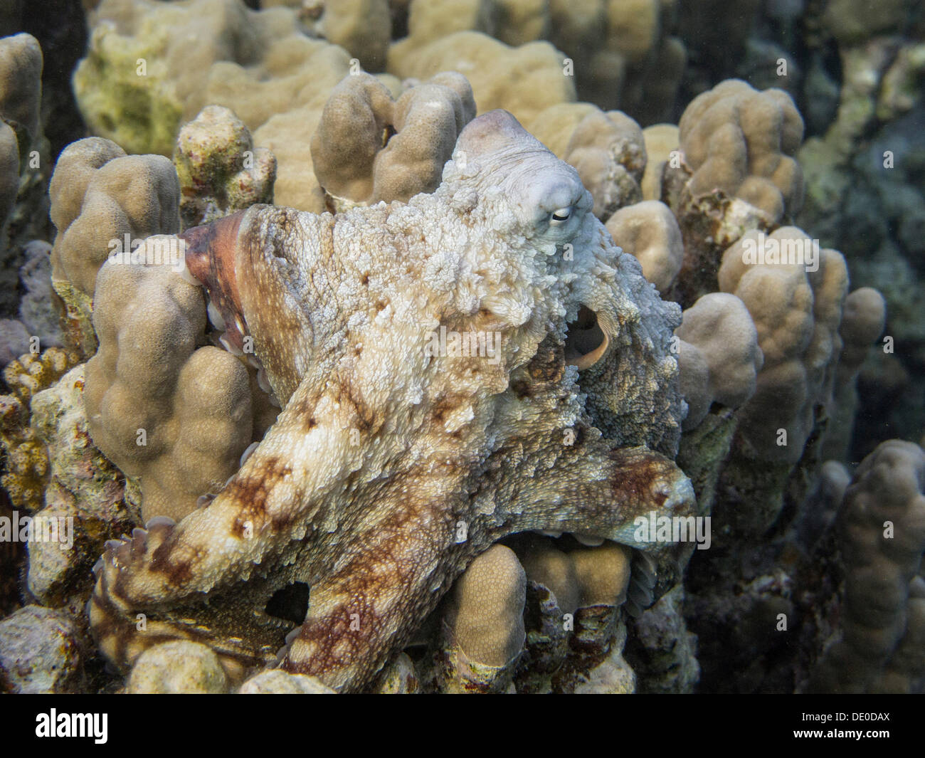 Reef Octopus (Octopus cyaneus), Mangrove Bay, Red Sea, Egypt, Africa Banque D'Images