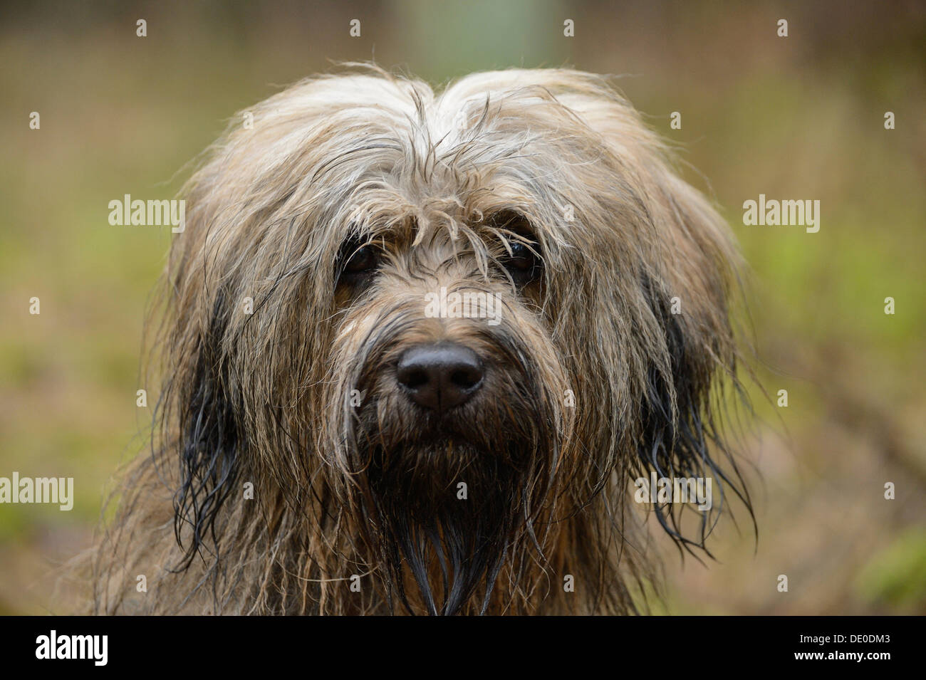 Gos d'Atura Català ou Berger Catalan, portrait, sable, Warwer Naherholungsgebiet Stuhr, Basse-Saxe, Allemagne Banque D'Images