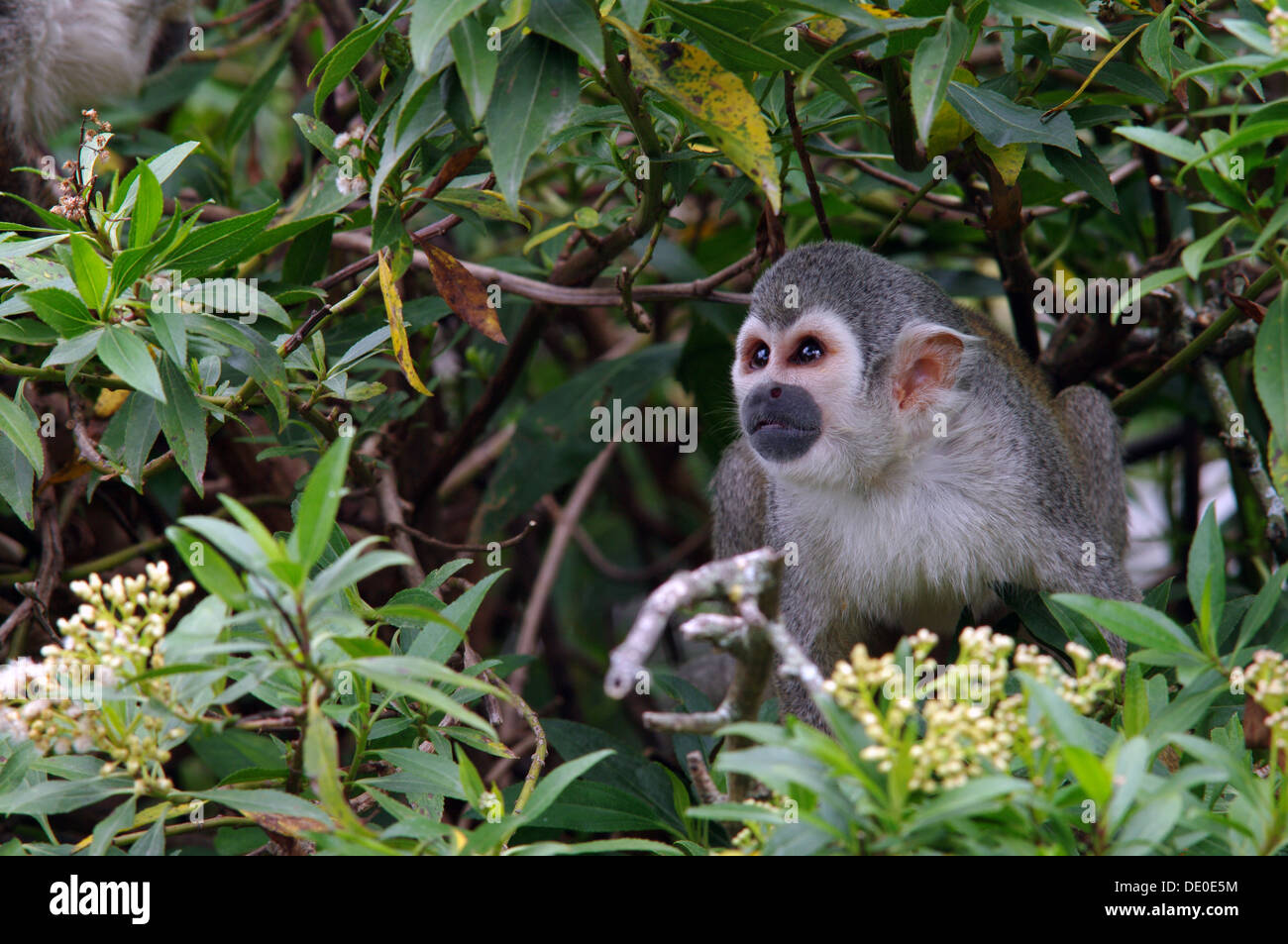 - Saimiri sciureus singe-écureuil Banque D'Images