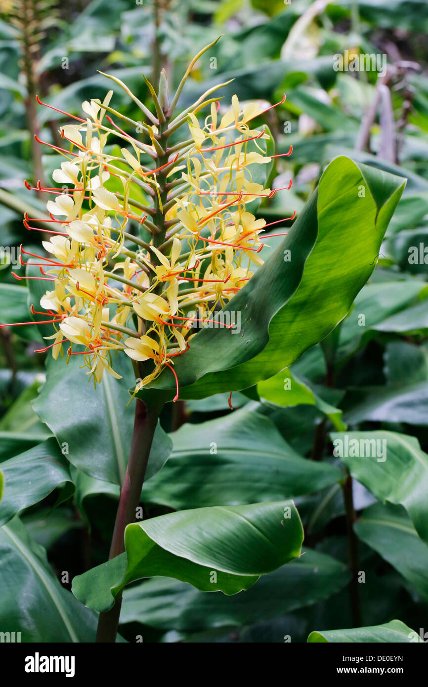 Kahili ginger, Ginger lily (Hedychium gardnerianum), plante envahissante, Hawaii Volcanoes National Park, Big Island, Hawaii, USA Banque D'Images
