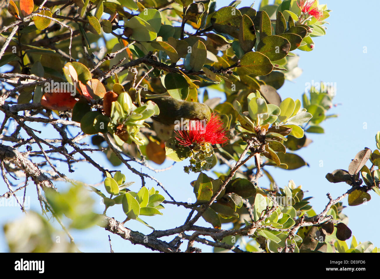 Japanese White-eye (Zosterops japonicus ou Mejiro), Big Island, Hawaii, USA Banque D'Images