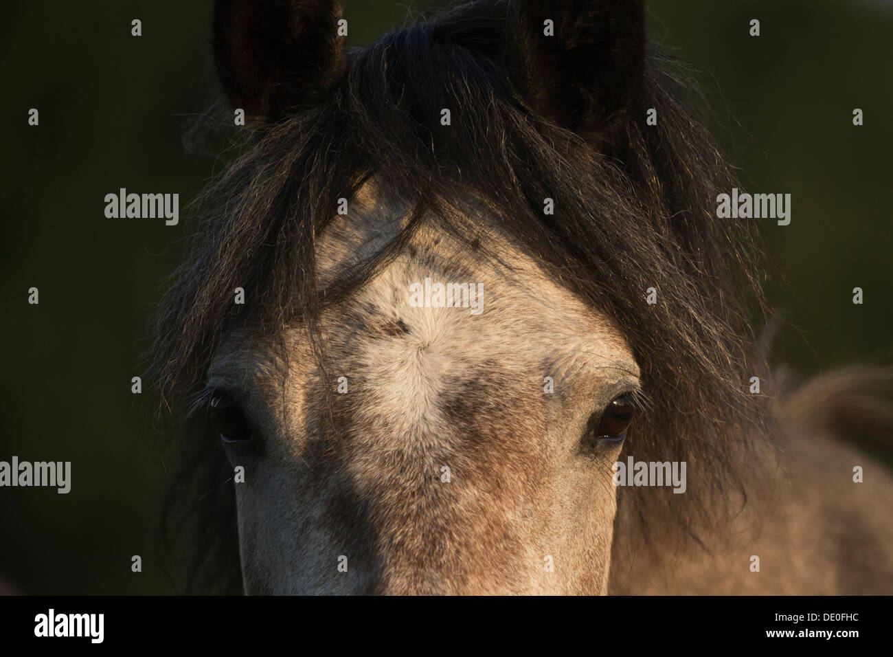 Le parc national New Forest chevaux England UK wild Banque D'Images