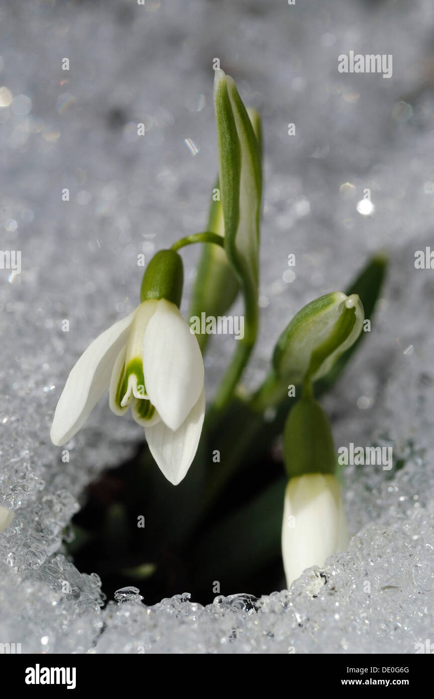 Perce-neige (Galanthus) briser le sol couvert de neige Banque D'Images