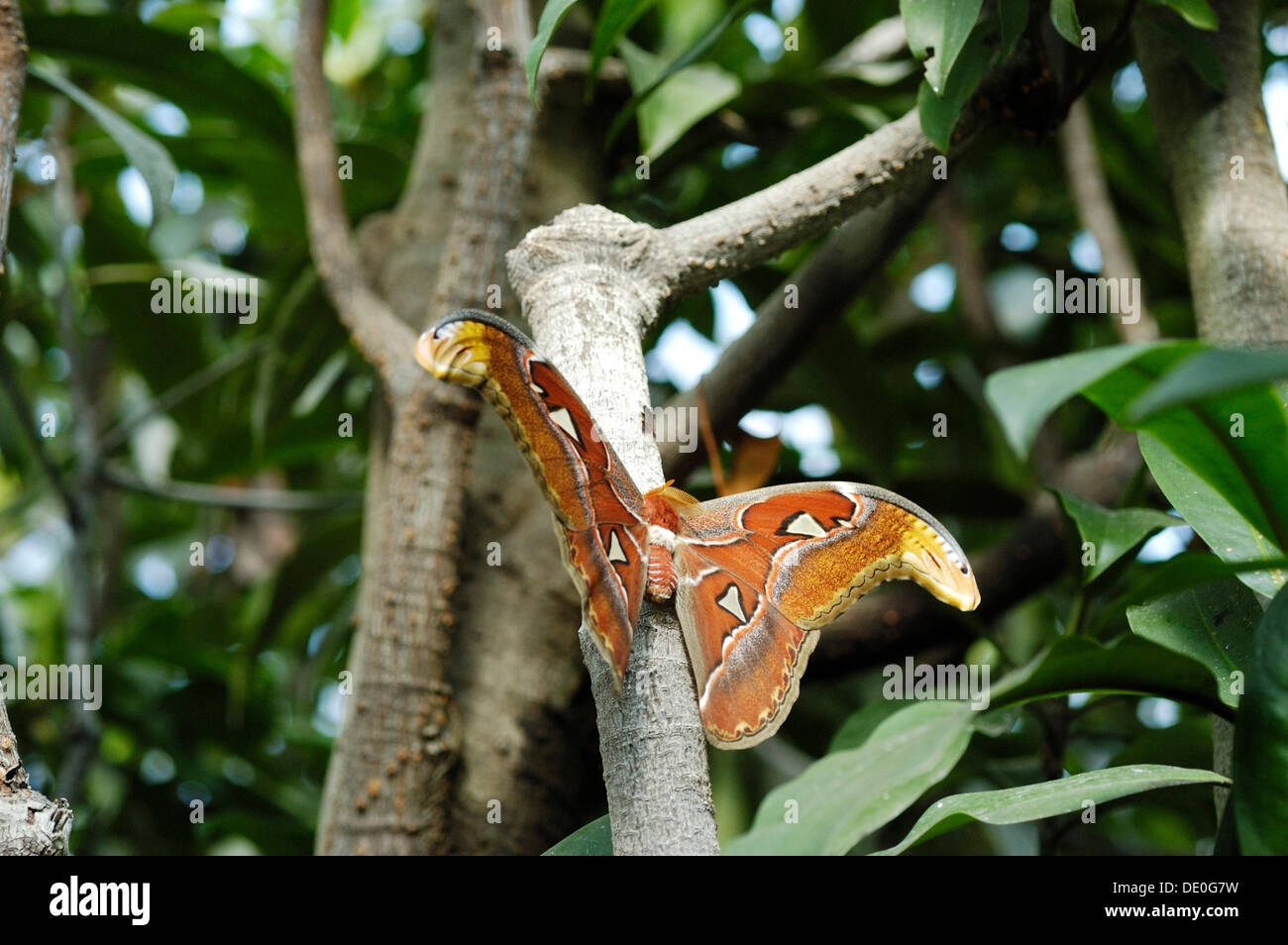 Atlas moth (Attacus atlas) Banque D'Images