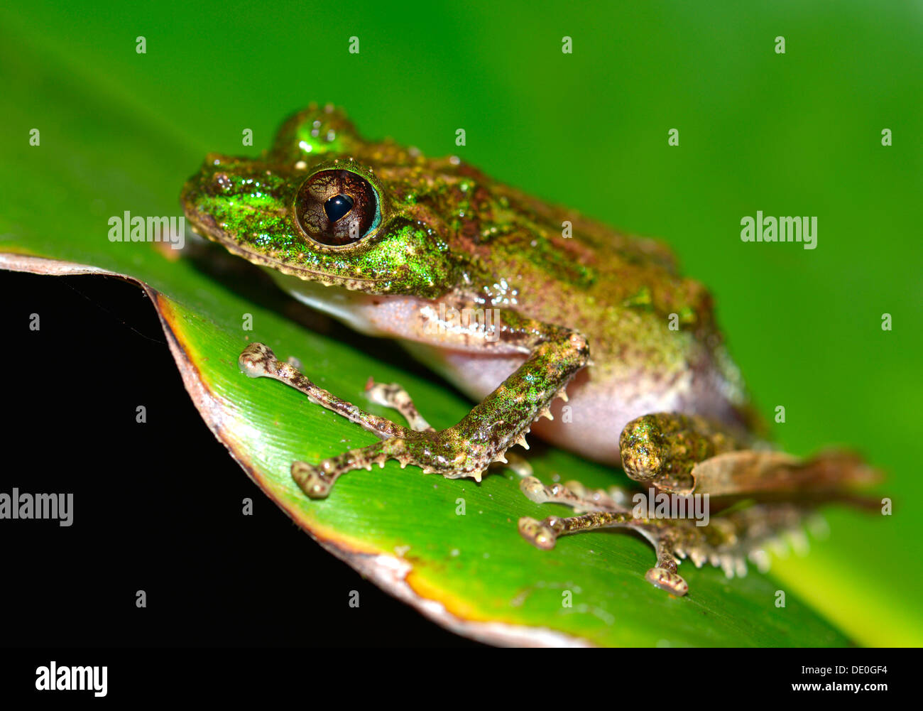 Grenouille verte jaune moussus (Spinomantis aglavei) Banque D'Images